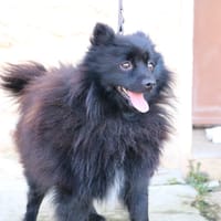 BIDULE HAA24699, chien à adopter