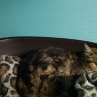 AGAVE, chatte à adopter