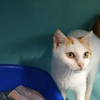 ORION, chat à adopter