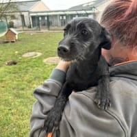 LIO, chienne à adopter