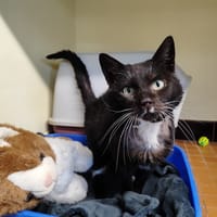 LOKI, chat à adopter