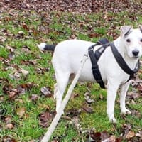 JUNIOR OAA19925, chien à adopter