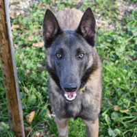 Gus, chien à adopter