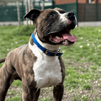 TYSON, chien à adopter