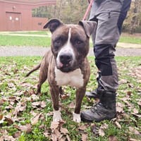 TYSON, chien à adopter