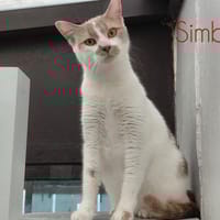 SIMBA, chat à adopter