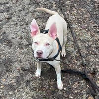 MALIBU, chienne à adopter