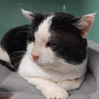 PAB28462 Takas, chat à adopter