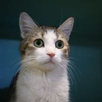 FANTAISIE HAB17508, chatte à adopter