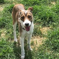 Zaza, chienne à adopter