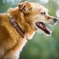 KENDJY, chien à adopter