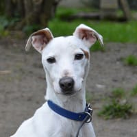 MYRON, chien à adopter