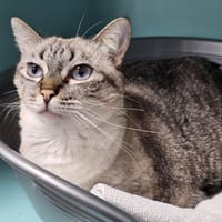 TSUKIKO C, chatte à adopter