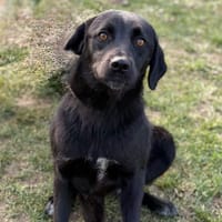 Nelly CAA14636, chienne à adopter