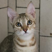 AICHA HAB17498, chatte à adopter