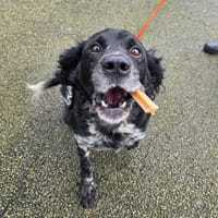 Django, chien à adopter