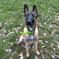 LASKO PAA24067, chien à adopter