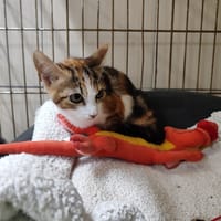 FINETTE, chatte à adopter
