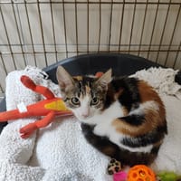 CANDY, chatte à adopter