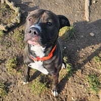 CAMELIA HAA24698, chienne à adopter