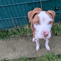 HARPER, chienne à adopter
