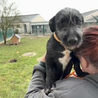 POKORA, chien à adopter