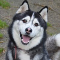 ARCHER CHAO, chien à adopter