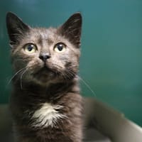 SHADOW HAB17507, chat à adopter