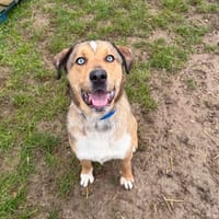 URBY, chien à adopter