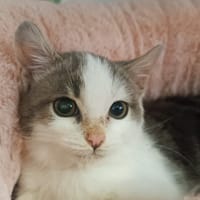 BALSAMIQUE, chat à adopter