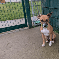 COLA, chienne à adopter