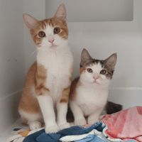 ALYSEE, chatte à adopter