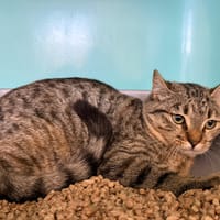 Fenouil, chatte à adopter