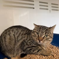 Muscade, chat à adopter