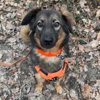 KIRA HAA24697, chienne à adopter