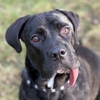 LEA, chienne à adopter