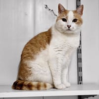 Mia, chat à adopter