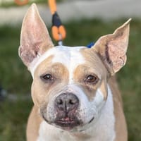 LEIKA, chienne à adopter