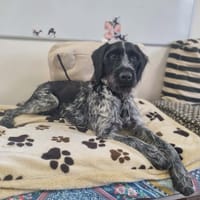 COOPER, chien à adopter