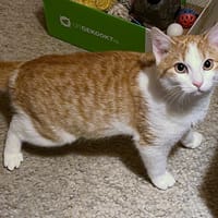 Tesla, katers ter adoptie