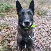 PABLO, chien à adopter