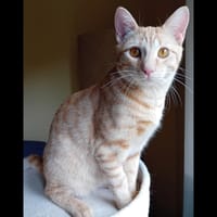 DINO, chat à adopter