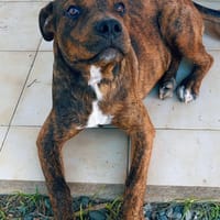 DIAMOND, Chiot Femelle Croisée Créole, chienne à adopter