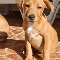 TABITHA, chiot Berger Créole femelle, chienne à adopter