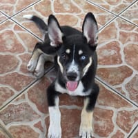 TOUPI, chiot Croisé Husky, chienne à adopter