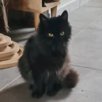 LOUCHA, chatte à adopter