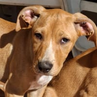 MOÏRA, chiot Berger Créole femelle, chienne à adopter