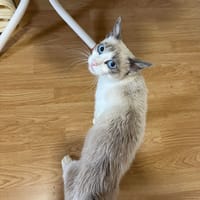 OCEANE, chatte à adopter