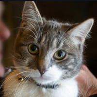 ANYA, chatte à adopter