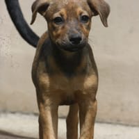 VERA, chiot femelle Berger Créole, chienne à adopter